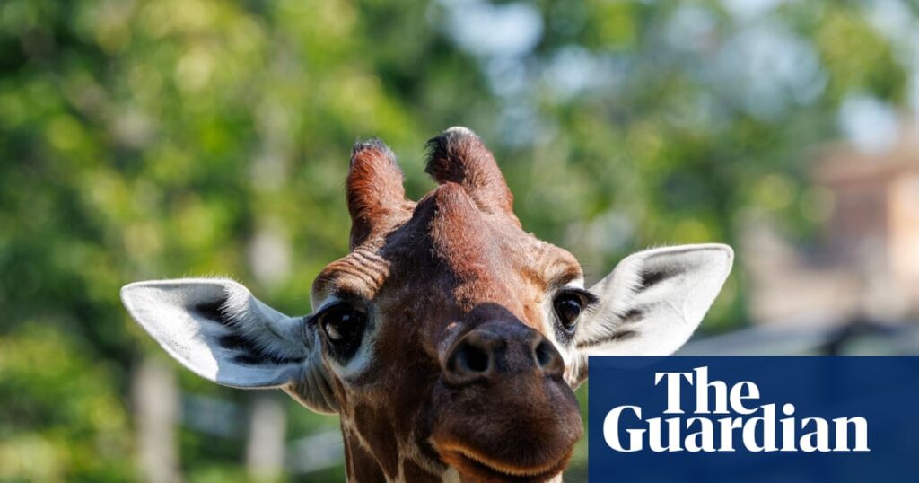 Thursday news quiz: stolen saplings, legal happenings and a missing giraffe | Life and style Thursday news quiz: stolen saplings, legal happenings and a missing giraffe | Life and style