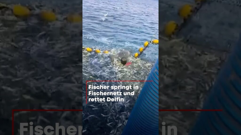 Fischer springt in Unterwäsche ins Netz: Spektakuläre Delfin-Rettung in Kroatien! Fischer springt in Unterwäsche ins Netz: Spektakuläre Delfin-Rettung in Kroatien!