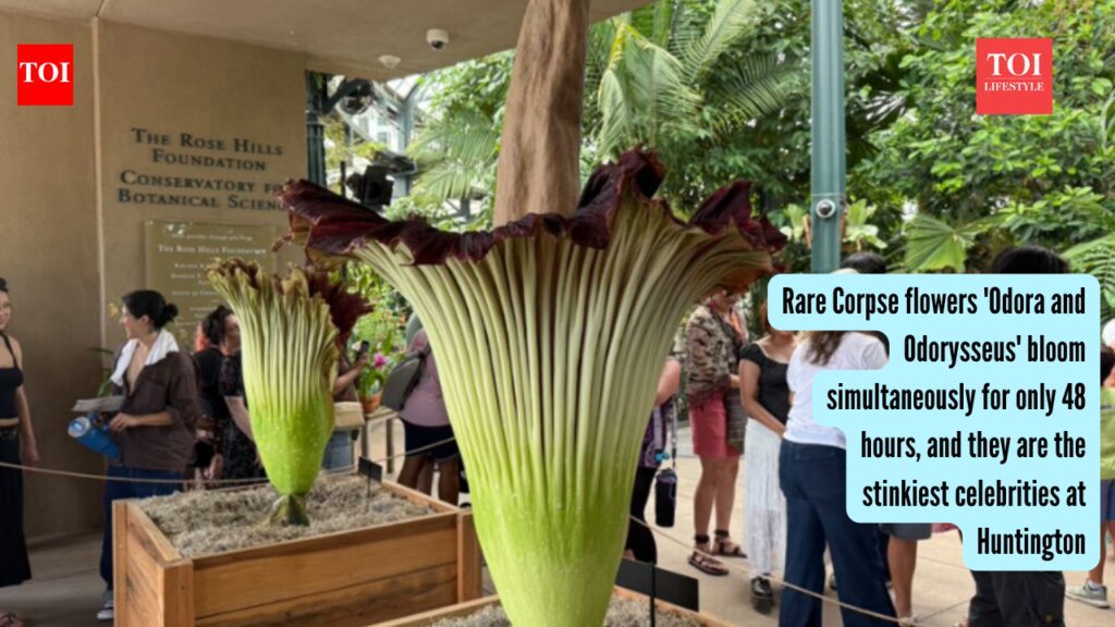 Rare Corpse flowers ‘Odora and Odorysseus’ bloom simultaneously for only 48 hours, and they are the stinkiest celebrities at Huntington | Rare Corpse flowers 'Odora and Odorysseus' bloom simultaneously for only 48 hours, and they are the stinkiest celebrities at Huntington |