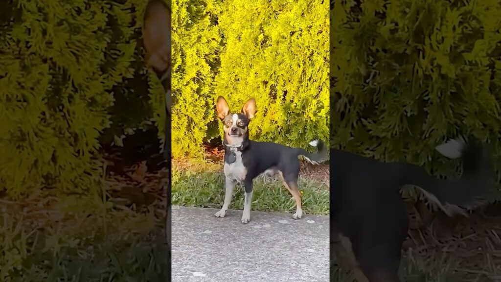 Dog Gets Caught Trying To Run Away Dog Gets Caught Trying To Run Away