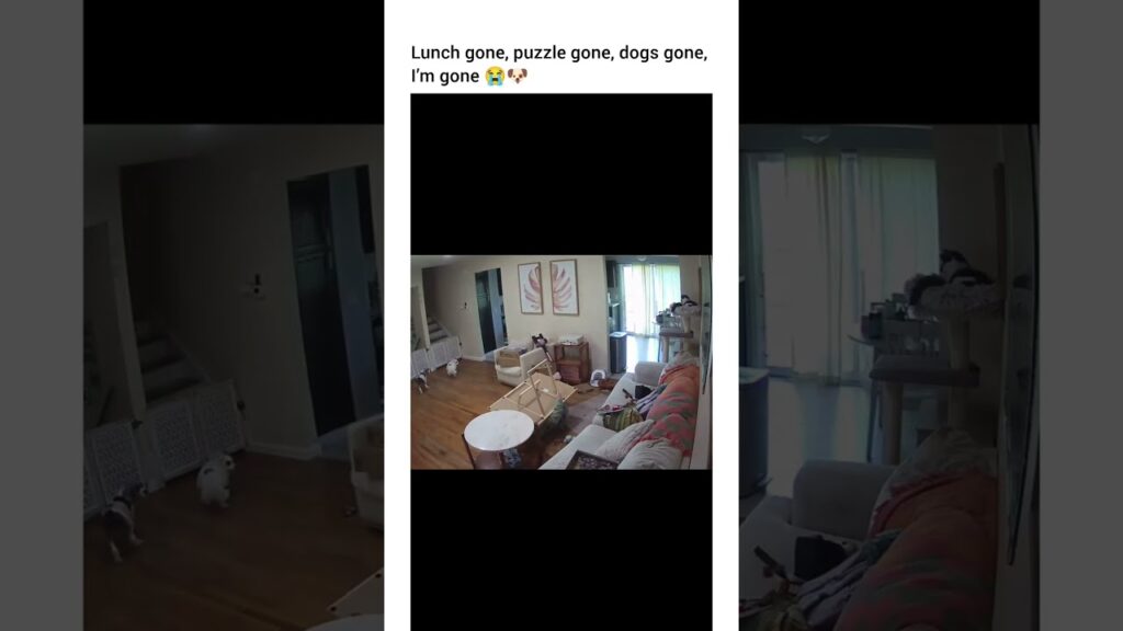 I would’ve laid there for the rest of the day 😭😭 #dog #dogshorts #dogvideos #funny #dogofyoutube
