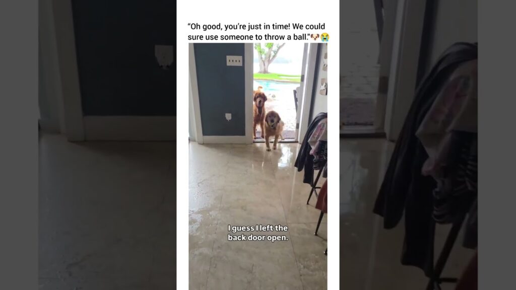They are gonna need a ham sandwich with doritos stat 😂😂 #dog #dogshorts #dogsofyoutube #dogsvideo