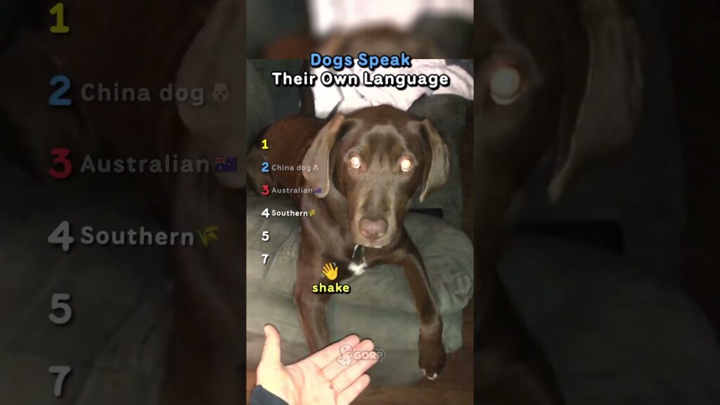 Ranking Dogs Speak Their Own Language Ranking Dogs Speak Their Own Language