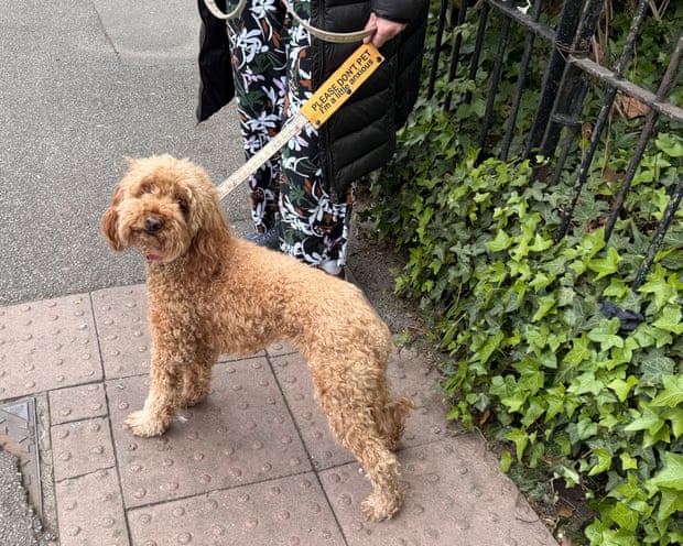 Daphne goes to the polls
