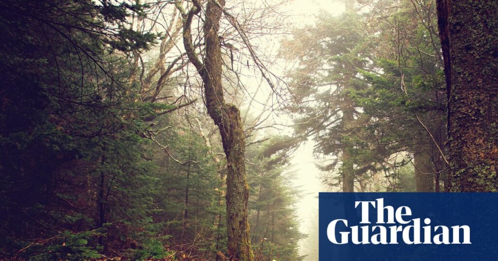 Country People by Daniel Mason review – a joyful follow-up to North Woods | Fiction