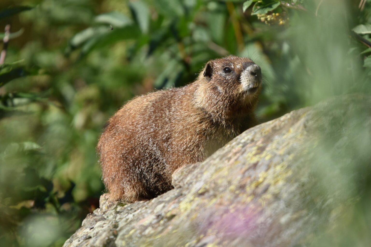 Scientists started an OnlyFans account for chunky marmots after research funding dried up