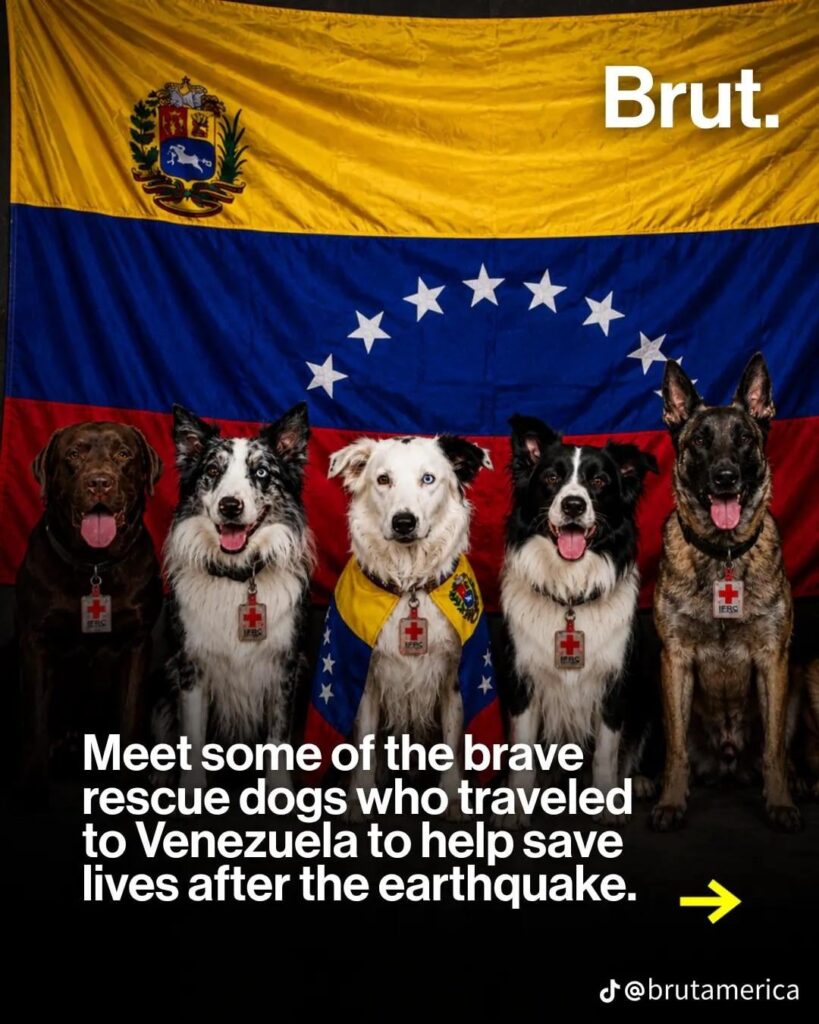 Meet some of the brave rescue dogs who traveled to Venezuela to help save lives after the earthquake.