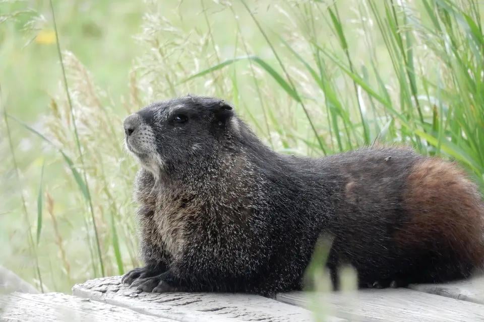 After the Trump administration canceled billions in research grants last year, California researchers turned to an unlikely funding source: an OnlyFans account for marmots. The account name is OnlyMarms