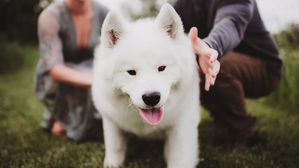 What is a Samoyed dog? Meet Taylor Swift and Travis Kelce’s probable pet What is a Samoyed dog? Meet Taylor Swift and Travis Kelce’s probable pet