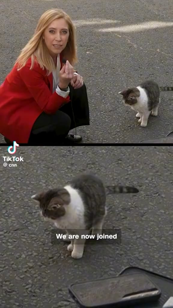 Exclusive interview with Chief Mouser Larry the Cat at Downing Street about Andy Burnham, Britain's seventh prime minister in a decade.