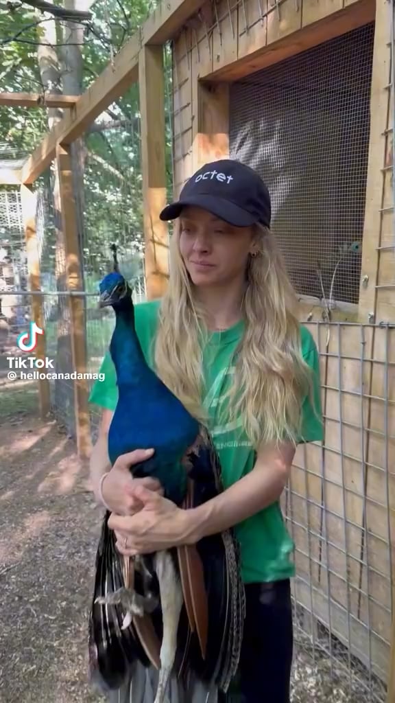 Amanda Seyfried shows off her adjustable peacock - she has four rescue peacocks at her ranch.