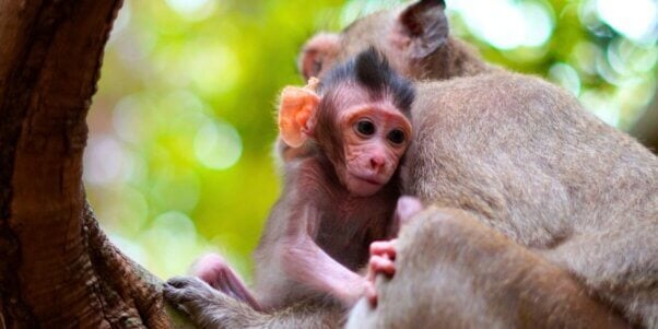 A baby macaque and their mother on a tree branch