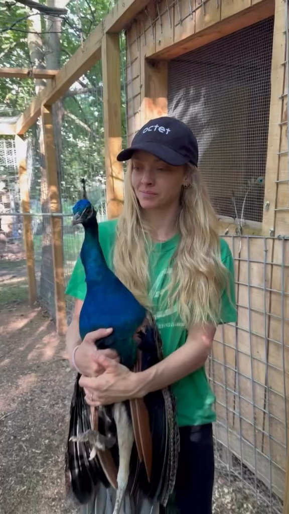 Amanda Seyfried shares video playing with a peacock who stays exactly where she placed it