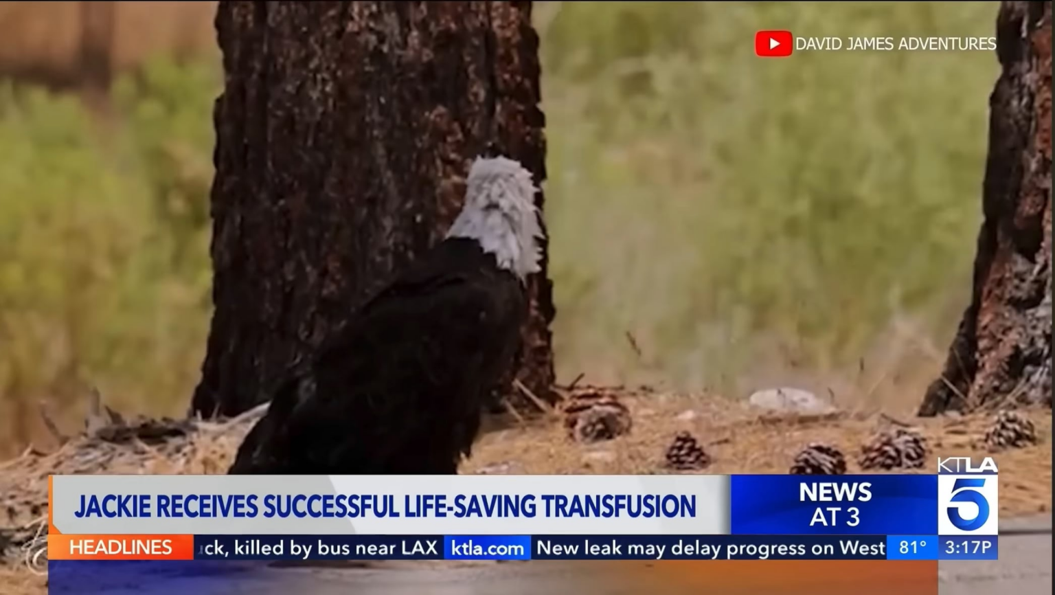 Eagle Shadow from popular live stream seen with younger female eagle while mate Jackie is in care