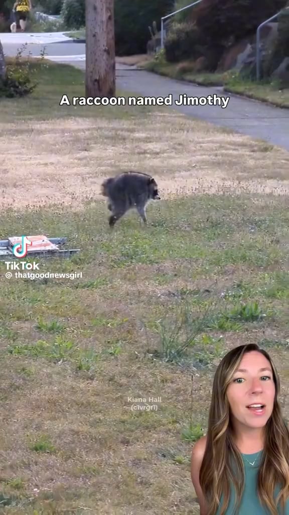 Meet Jimothy the viral raccoon with short spine syndrome that has taken the internet by storm and who has become a Seattle icon