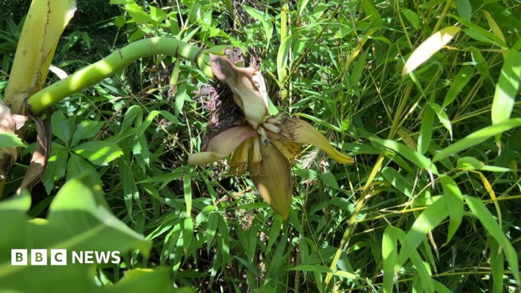 Wakefield man grows bananas in back garden A picture of Dave Iveson's banana plant in his garden in Wrenthorpe, there a leaves around it and a pod and it is flowering.