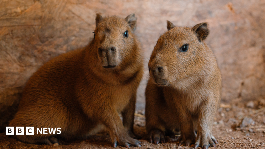 Longleat Safari Park’s only two Capybaras become a family Two small Capybara pups