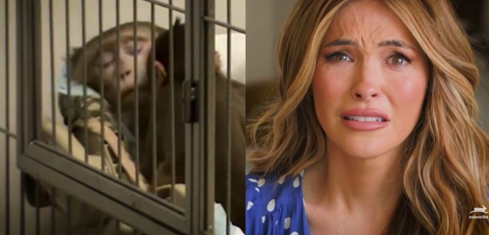 Celebrities React to Monkeys’ Suffering in Labs Celebrities React to Monkeys' Suffering in Labs