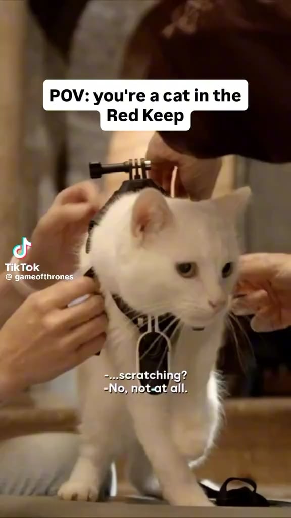 ‘House of the Dragon’ has a new furry crew member Red Keep mouser