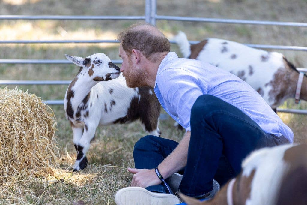The royal was surrounded by goats