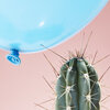 A close-up, studio photograph of a cactus against a pink backdrop. The long spikes from the cactus threaten to burst a baby blue balloon that floats down toward the cactus from above.
