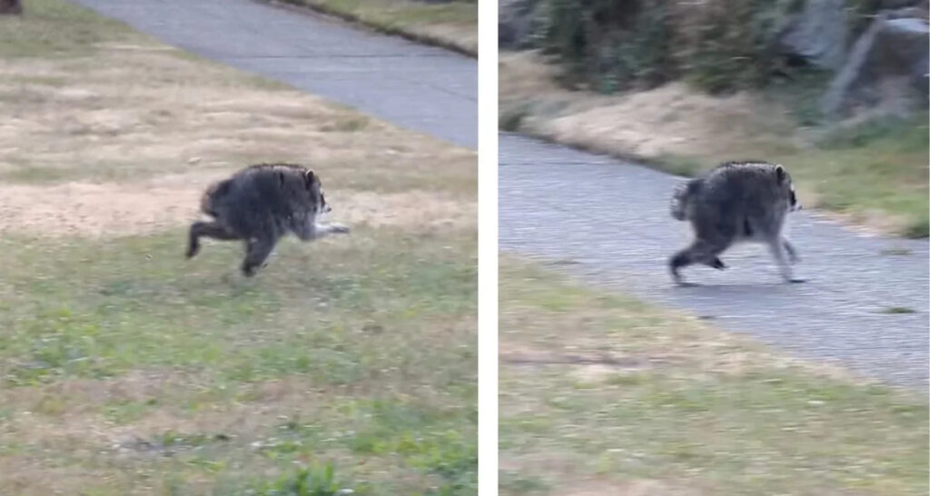 Seattle’s newest and weirdest local celebrity is a stubby mutant raccoon named Jimothy