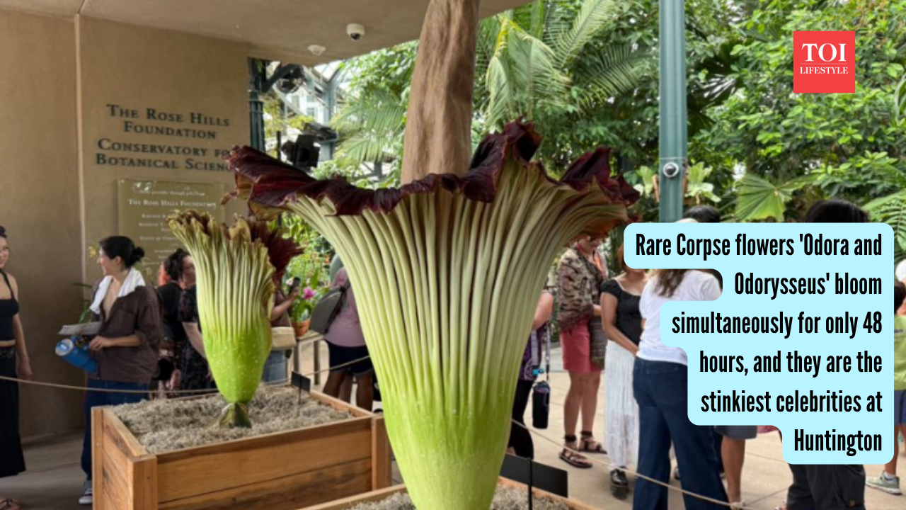 Photo: Reuters Rare Corpse flowers 'Odora and Odorysseus' bloom simultaneously for only 48 hours, and they are the stinkiest celebrities at Huntington