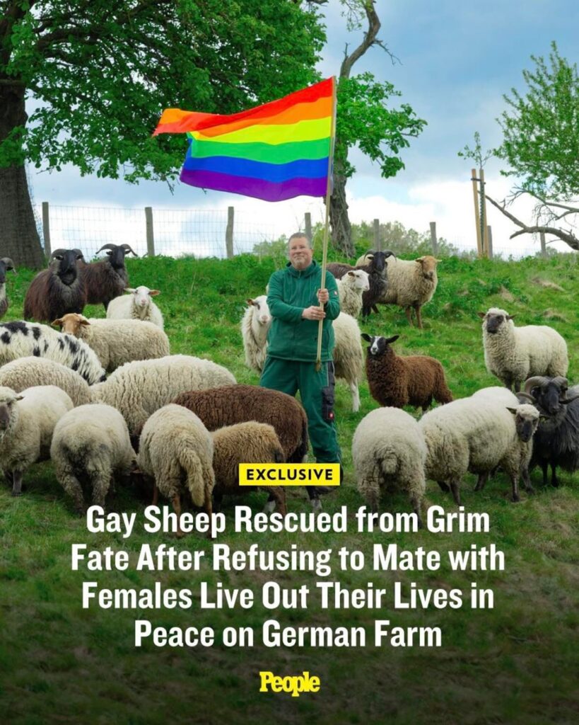 Gay Sheep Rescued from Grim Fate After Refusing to Mate with Females Live Out Their Lives in Peace on German Farm